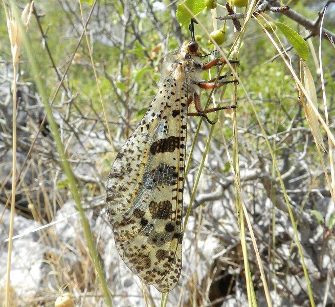 Palpares libelluloides